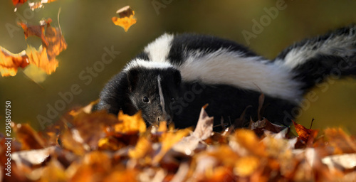 skunk in nature during autumn