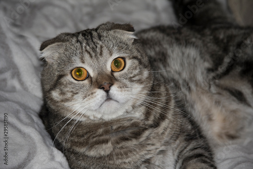 Scottish fold, marble cat
