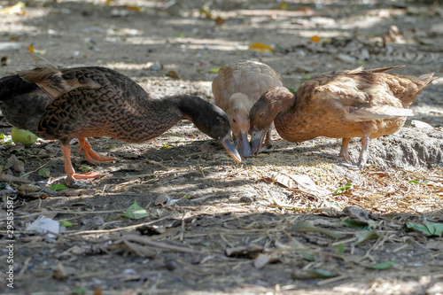 Three duck eatting food in farm at thailand