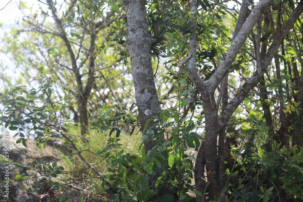 Obraz premium tree in forest