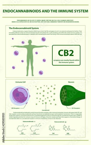 Endocannabinoids and the Immune System vertical infographic illustration about cannabis as herbal alternative medicine and chemical therapy, healthcare and medical science vector.