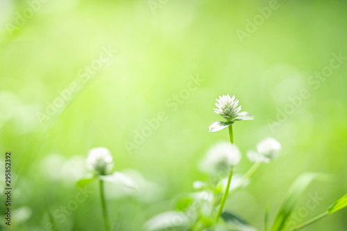Grass flower on green nature background.