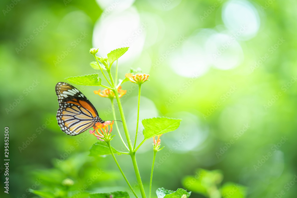Closeup butterfly on flower (Common tiger butterfly)