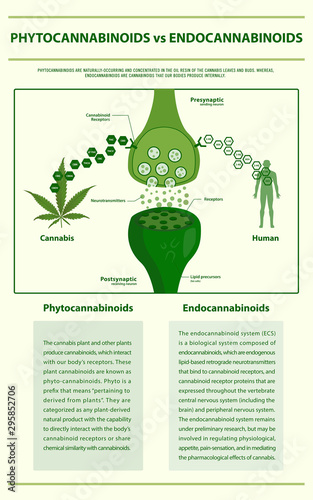 Phytocannabinoids vs Endocannabinoids vertical infographic illustration about cannabis as herbal alternative medicine and chemical therapy, healthcare and medical science vector.