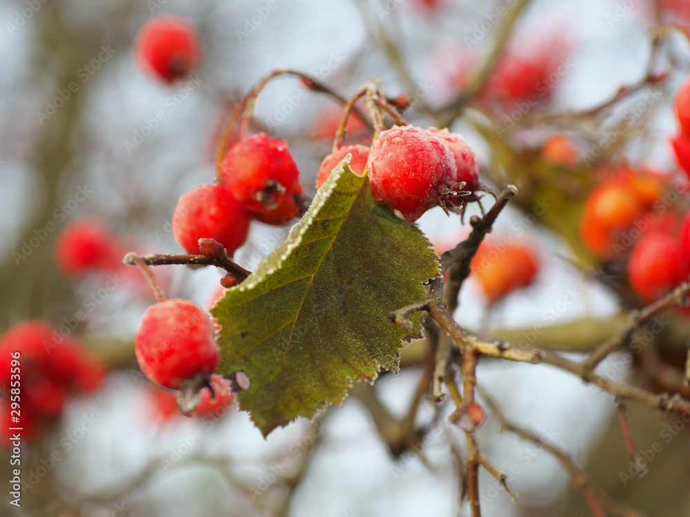 berry of hawthorn on branches, covered with hoarfrost. berry of hawthorn on branches, covered with hoarfrost.