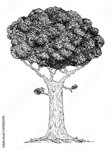Vector carton digital pen and ink illustration of broadleaved tree.
