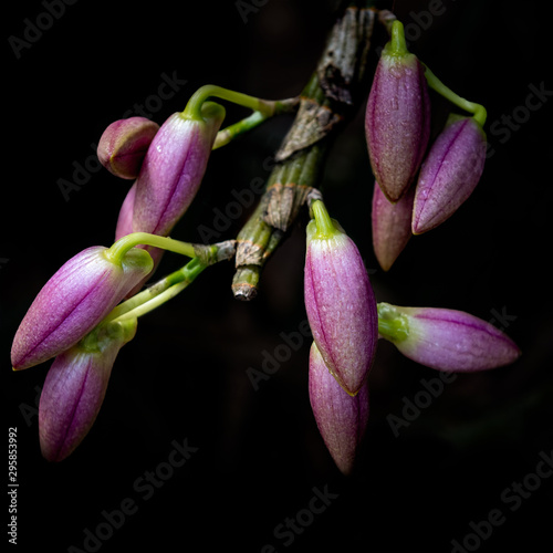 Laelia orchid blossoms in nature on black background 