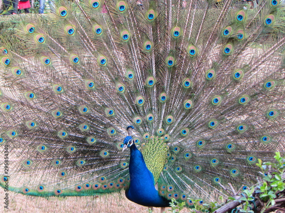 Obraz premium Pavone