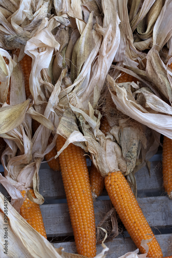 dry orange corn on the cob