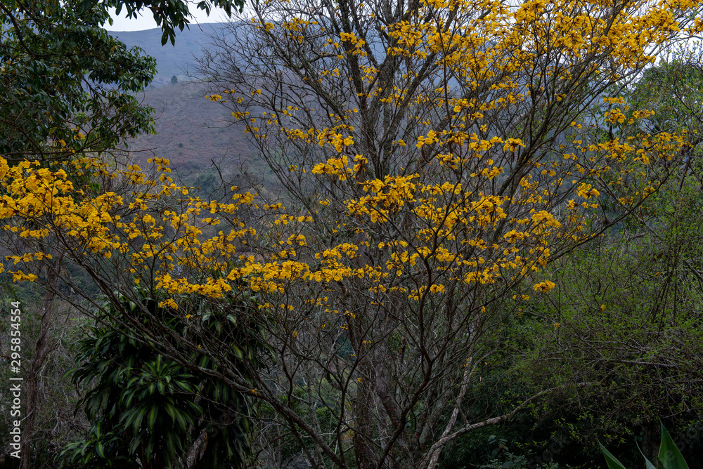 Yellow trumpet flowers on a tree in nature - tropical spring concept