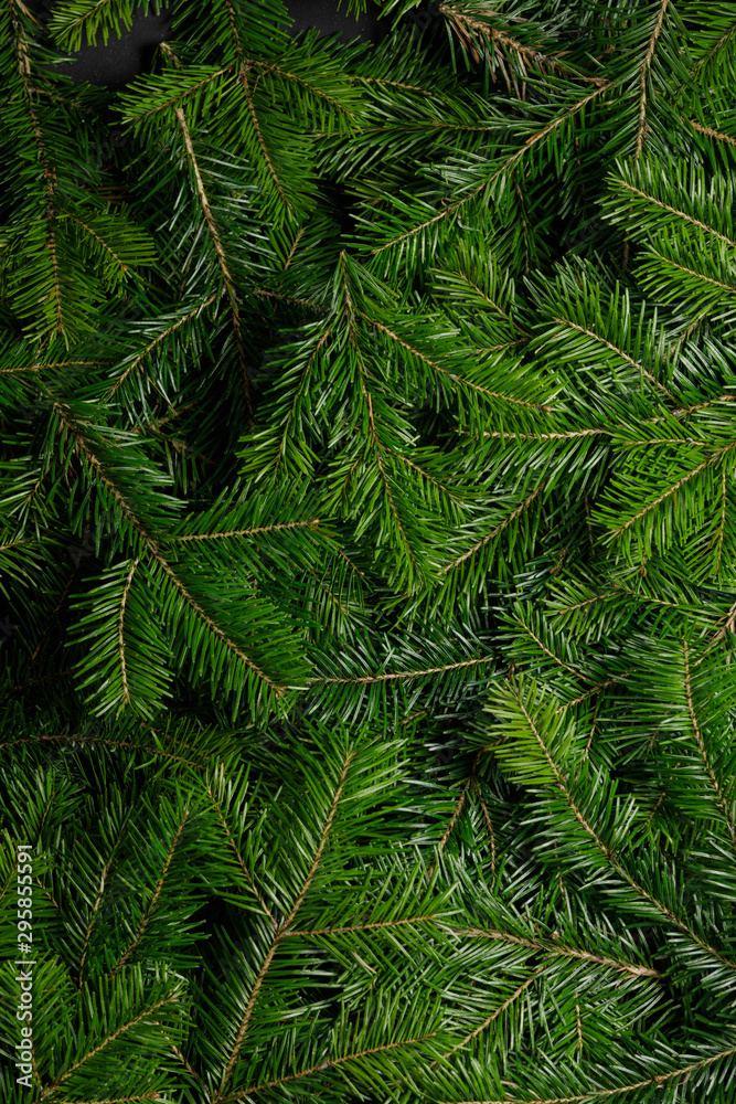 Background of green fir branches Background of green fir branches