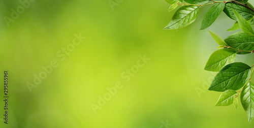 Corner with leaves on green...