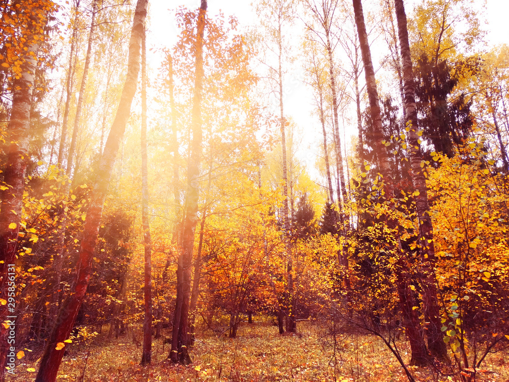 Obraz premium autumn landscape forest with yellow red leaves with sunny light beams