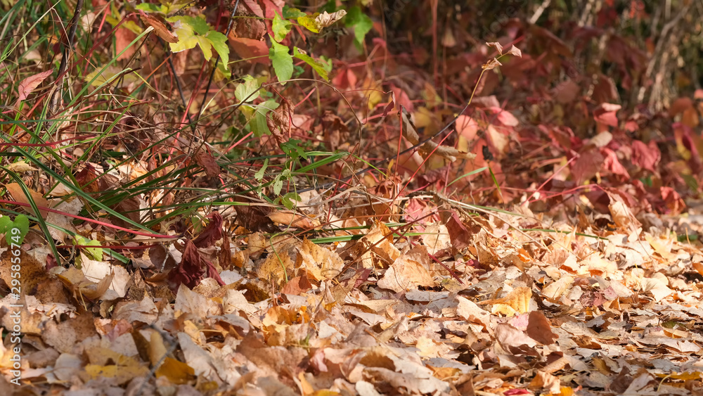 Autumn colorful sketch Autumn colorful sketch
