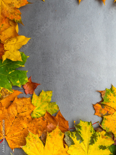 Autumn falling maple leaves isolated on grey background