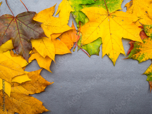 Autumn falling maple leaves isolated on grey background