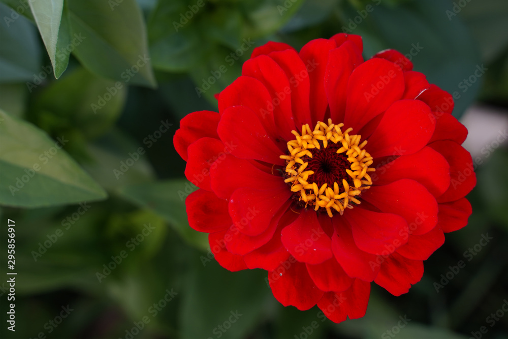 Bright, large, red Zinnia flower. Bright, large, red Zinnia flower.