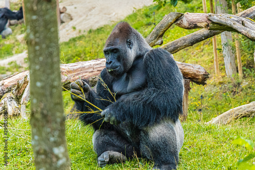 Naklejka premium Gorilla