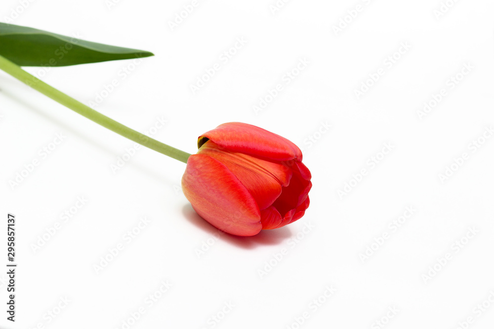 One red tulip isolated on white background. Top view. Close-up. One red tulip isolated on white background. Top view. Close-up.