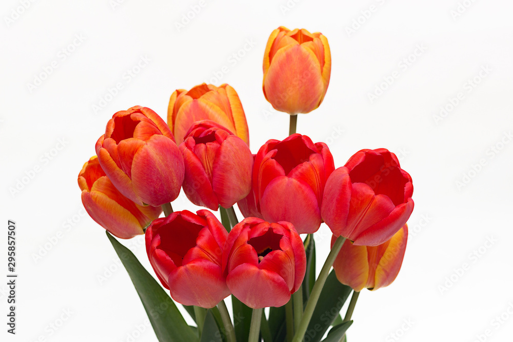 Bouquet of red tulips isolated on white background. Top view. Close-up. Bouquet of red tulips isolated on white background. Top view. Close-up.