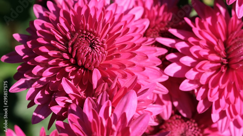 Chrysanthemum in garden