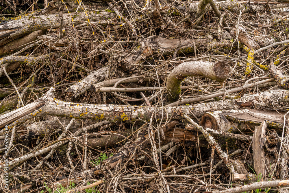 Tree branches before preparing in wood chips for biomass Tree branches before preparing in wood chips for biomass