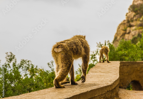 Two monkeys moving away on a railing