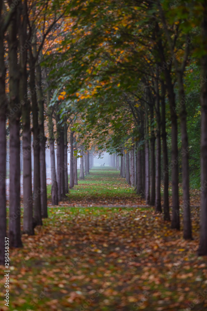 Naklejka premium tree alley in the mist