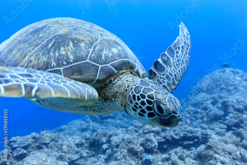 Fototapeta Naklejka Na Ścianę i Meble -  Ishigaki Island Diving - Green turtle swimming in the blue sea