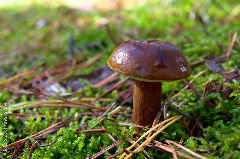 Bay bolete (Imleria badia) an edible, pored mushroom in green moss in polish forest. Mushrooming in autumn sunny day. Close-up Bay bolete (Imleria badia) an edible, pored mushroom in green moss in polish forest. Mushrooming in autumn sunny day. Close-up