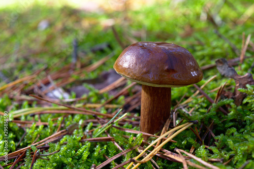 Bay bolete (Imleria badia) an edible, pored mushroom in green moss in polish forest. Mushrooming in autumn sunny day. Close-up