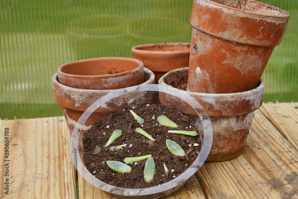 Propagating cacti in a clear tray with soil. Terra cotta pots Propagating cacti in a clear tray with soil. Terra cotta pots