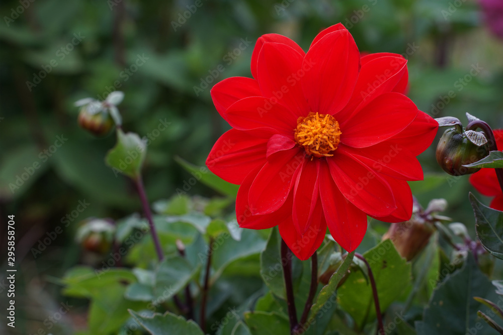 Close up of a red dahlia flower with a yellow center. Close up of a red dahlia flower with a yellow center.