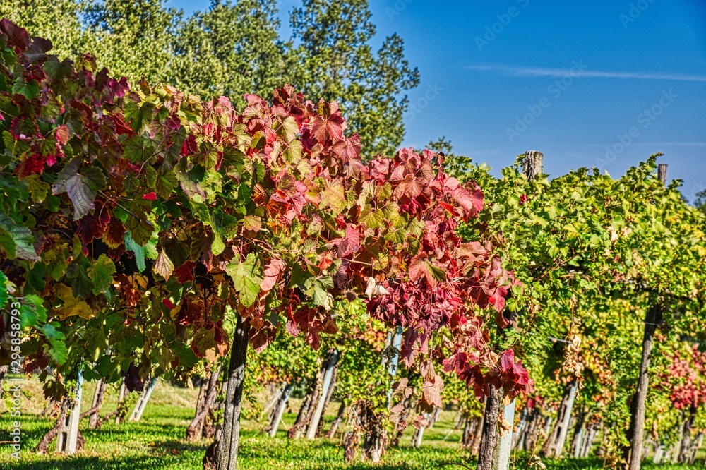 Autumn vineyard