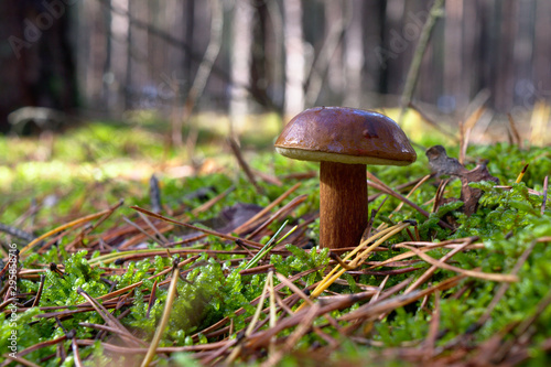 Bay bolete (Imleria badia) an edible, pored mushroom in green moss in polish forest. Mushrooming in autumn sunny day. Close-up