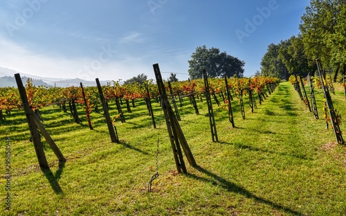 Small vineyard photo