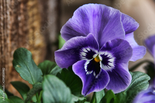 Close up image of a beautiful purple pansy flower with a white center.