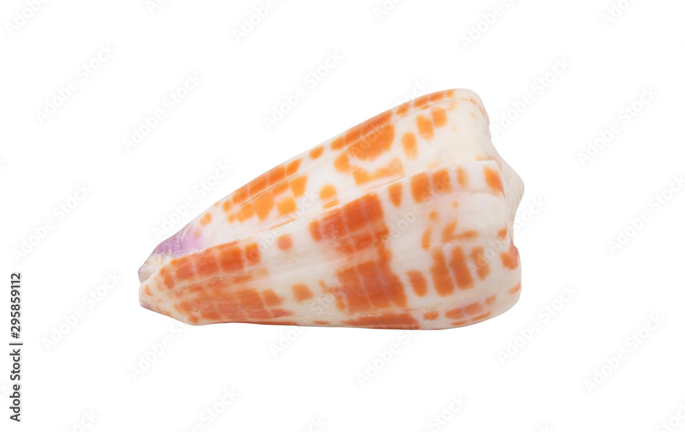 Orange seashell isolated on white background