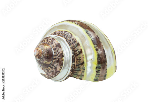 Snail seashell isolated on white background