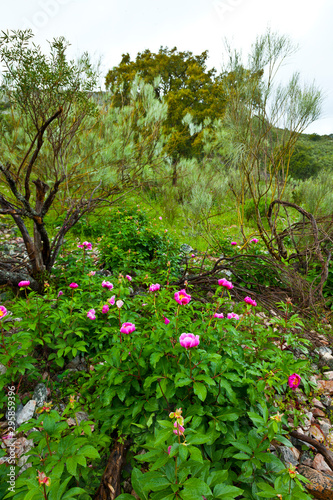 PEONY (Paeonia broteri), Monfrague National Park, Caceres, Extremadura, Spain, Europe photo