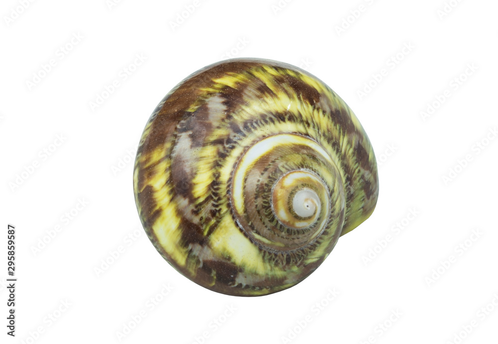 Green seashell isolated on white background Green seashell isolated on white background