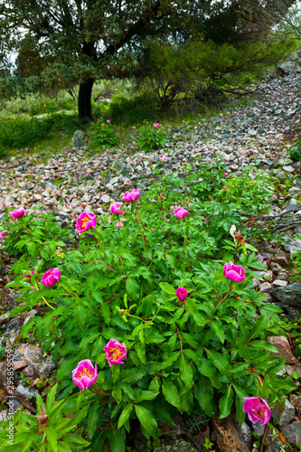 PEONY (Paeonia broteri), Monfrague National Park, Caceres, Extremadura, Spain, Europe photo