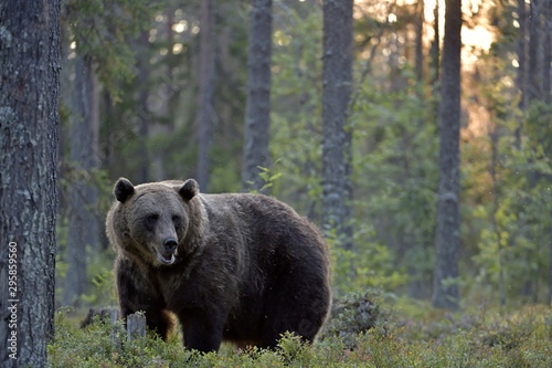 Brown bear in the summer forest at sunset. Green forest natural background. Scientific name: Ursus arctos. Natural habitat. Summer season.
