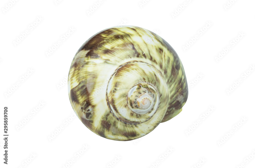 Green seashell isolated on white background Green seashell isolated on white background
