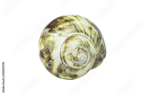 Green seashell isolated on white background