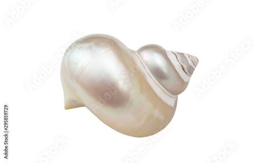 Canvastavla Pearl snail seashell isolated on white background