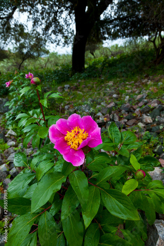 PEONY (Paeonia broteri), Monfrague National Park, Caceres, Extremadura, Spain, Europe photo