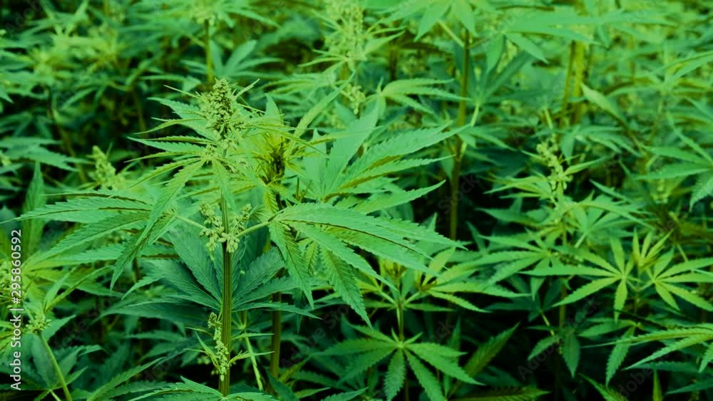 The tops of green hemp sway in the wind. Legalization. Thickets of marijuana. The cultivation of cannabis. Natural plant background. The tops of green hemp sway in the wind. Legalization. Thickets of marijuana. The cultivation of cannabis. Natural plant background.
