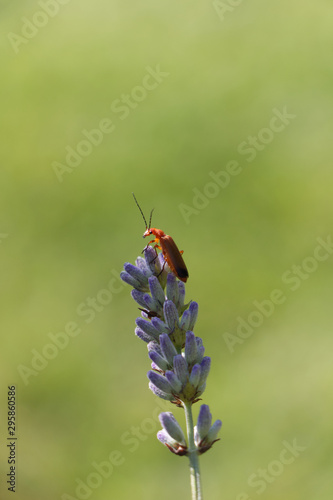 Insect on Lavendar 