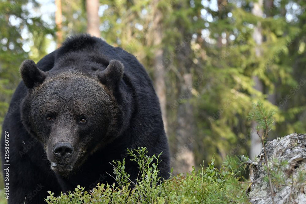 Brown bear in the summer forest. Front view. Green forest natural background. Scientific name: Ursus arctos. Natural habitat. Summer season. Brown bear in the summer forest. Front view. Green forest natural background. Scientific name: Ursus arctos. Natural habitat. Summer season.